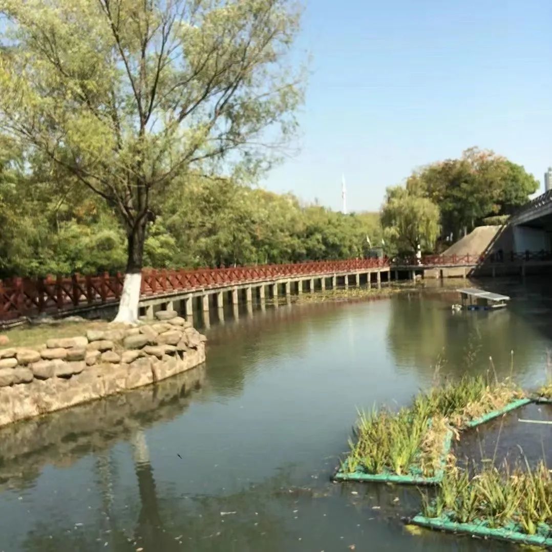 秋染天鹅湖，尽赏秋之裳