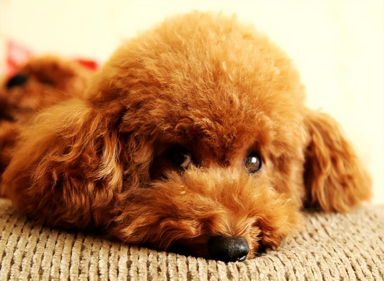 泰迪喜欢粘你,泰迪特别喜欢挨着你