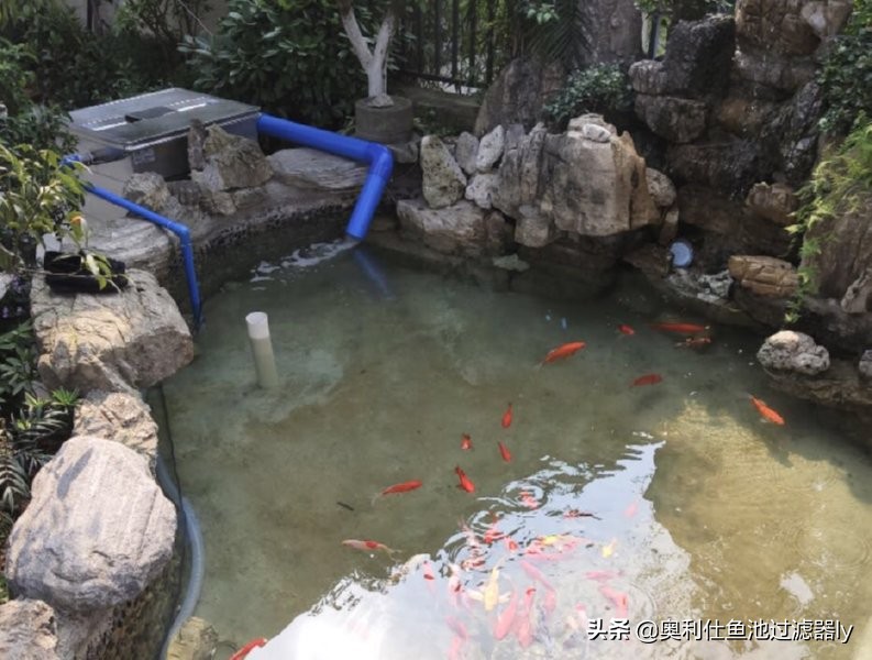 锦鲤的饲养方法和技术视频大全集,春季锦鲤鱼的养护理念和要点