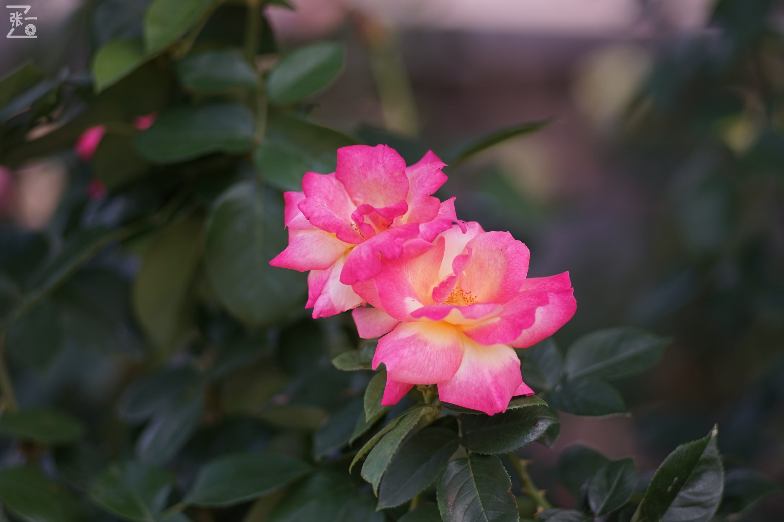 蔡司sonnar50毫米,蔡司sonnar镜头生产年份