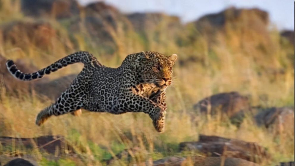 非洲“平头哥”蜜獾有多强？我来告诉你