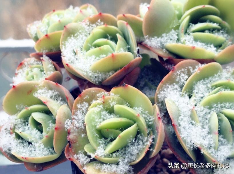 碧桃多肉怎么服盆,碧桃多肉耐不耐冻