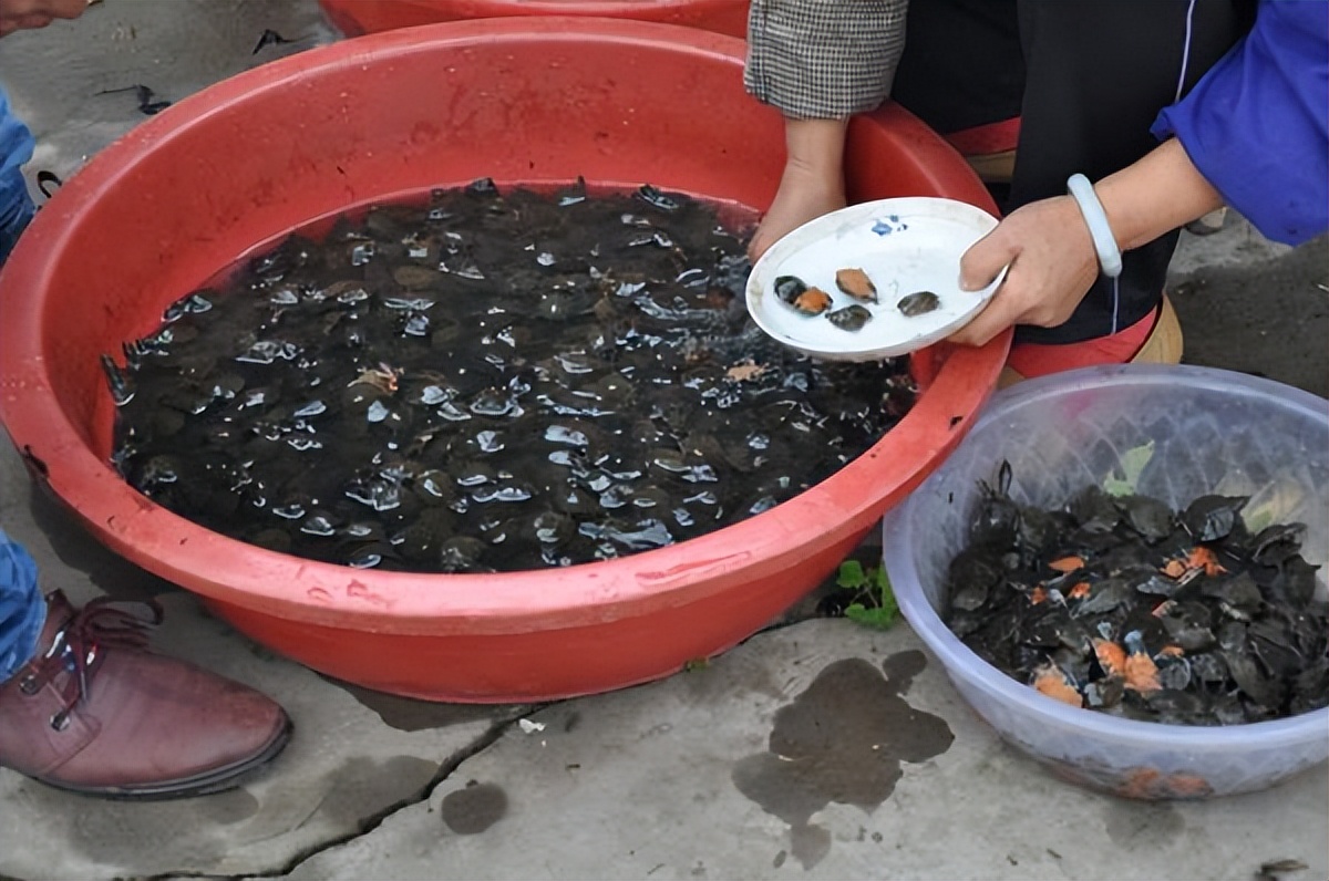 养殖哪个鳖种有前景,中华鳖养殖现状及未来发展