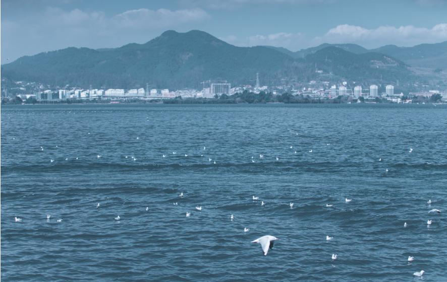 昆明滇池边上的景点是什么,昆明看昆明海埂公园海鸥最佳地点