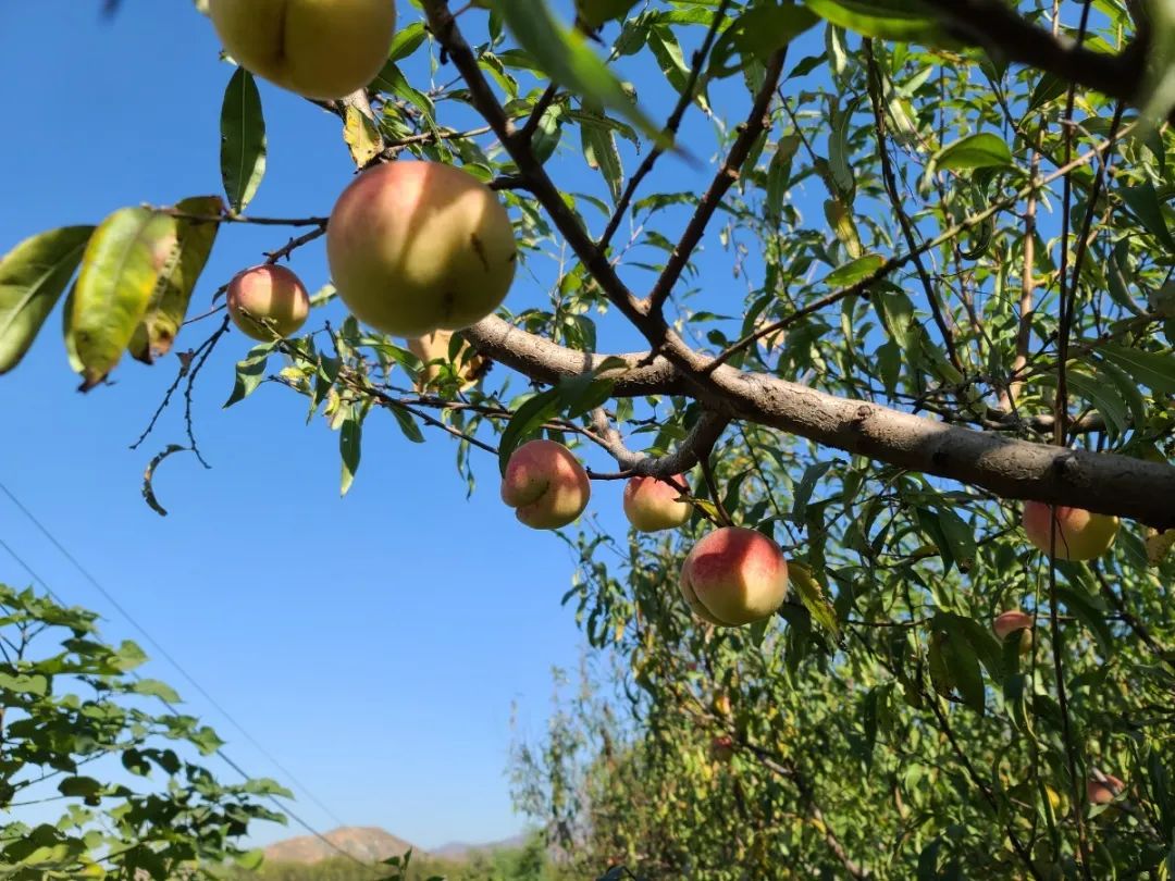济南采摘园推荐最新,济南采摘园推荐秋季