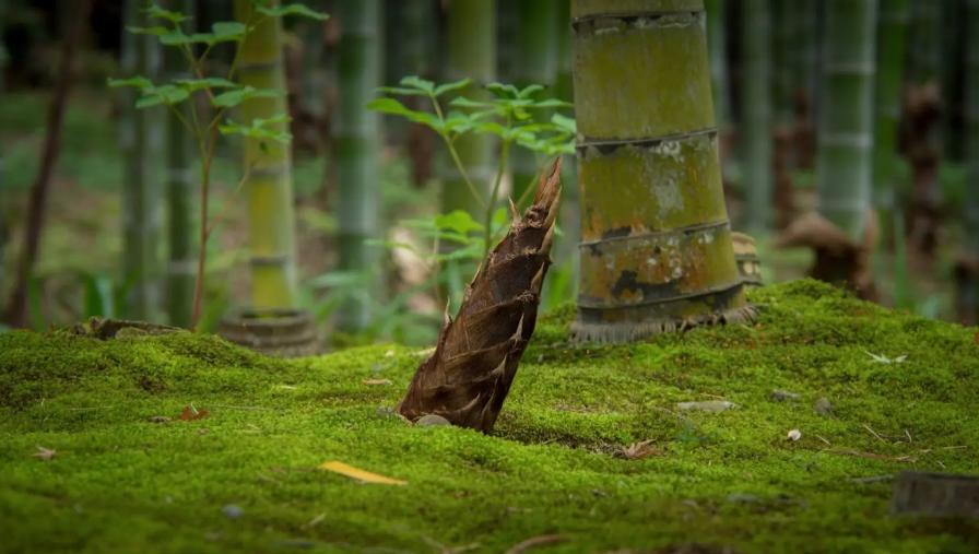 初夏新笋,关于竹笋的诗词8首