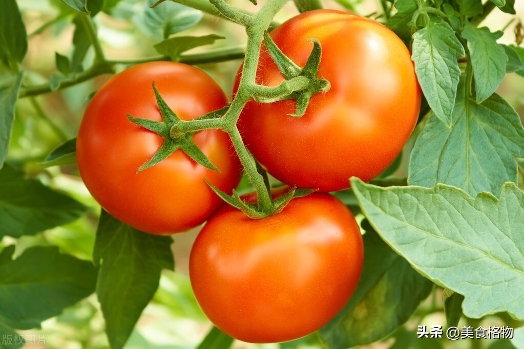 早餐油条和什么吃好,早餐用鸡蛋和西红柿怎么做