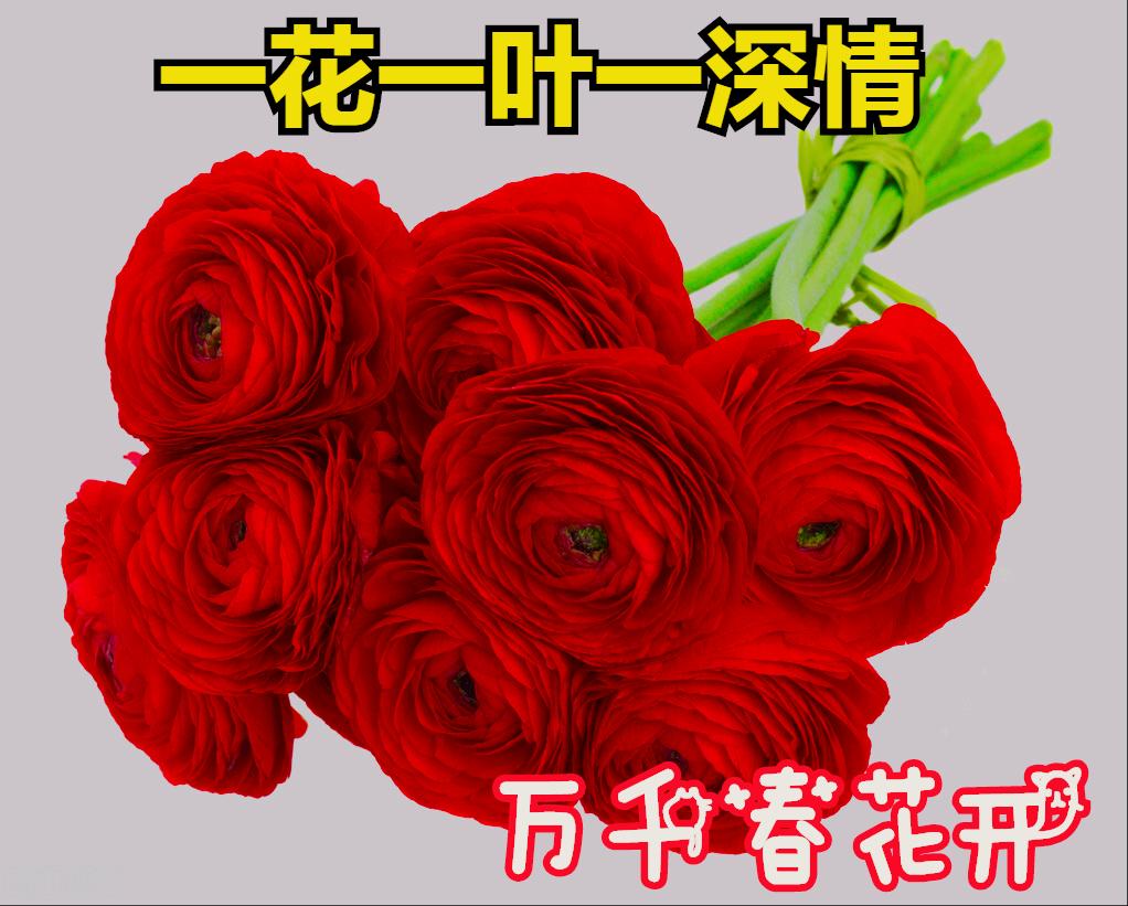 一花一叶最深情，万千*光春**花满园，花开惊艳时光，花香温柔岁月