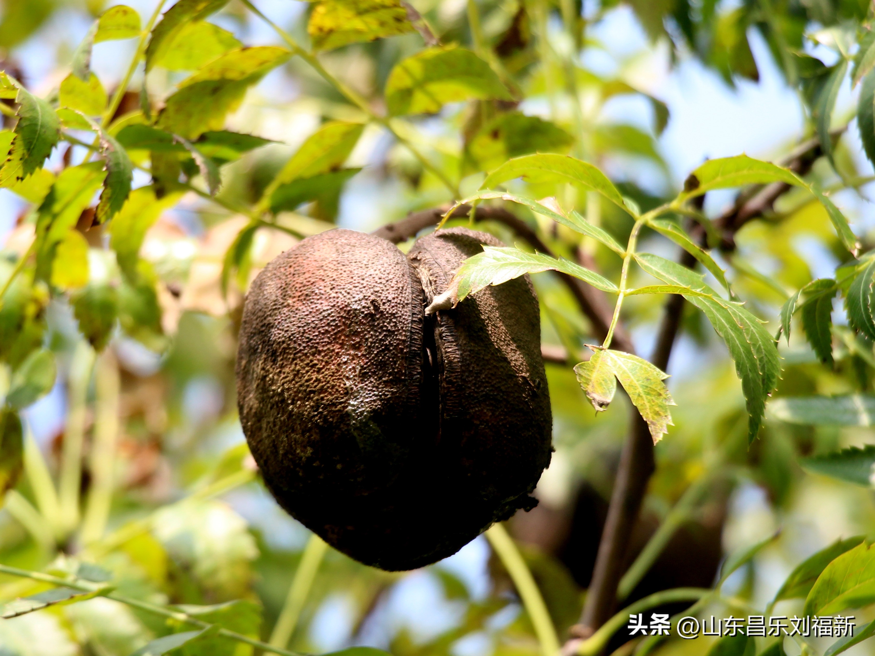 碧水龙庭深圳7栋4单元,顺光风景片拍摄