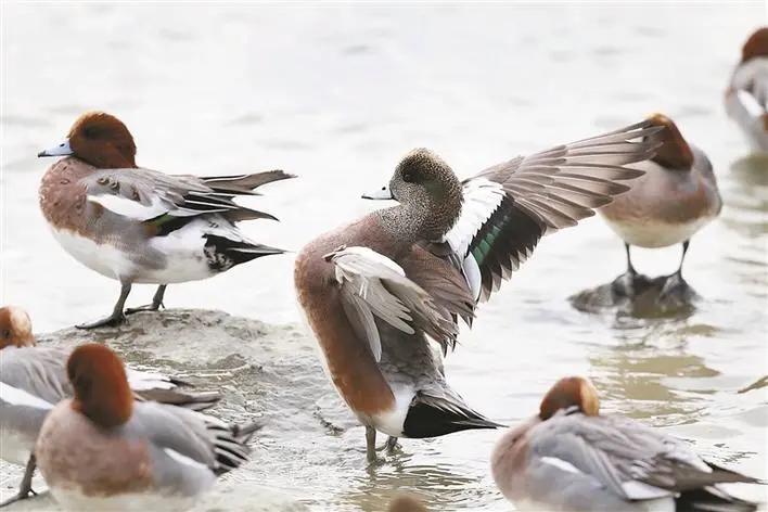 全国罕见！深圳湾公园引起轰动，只为一只鸭