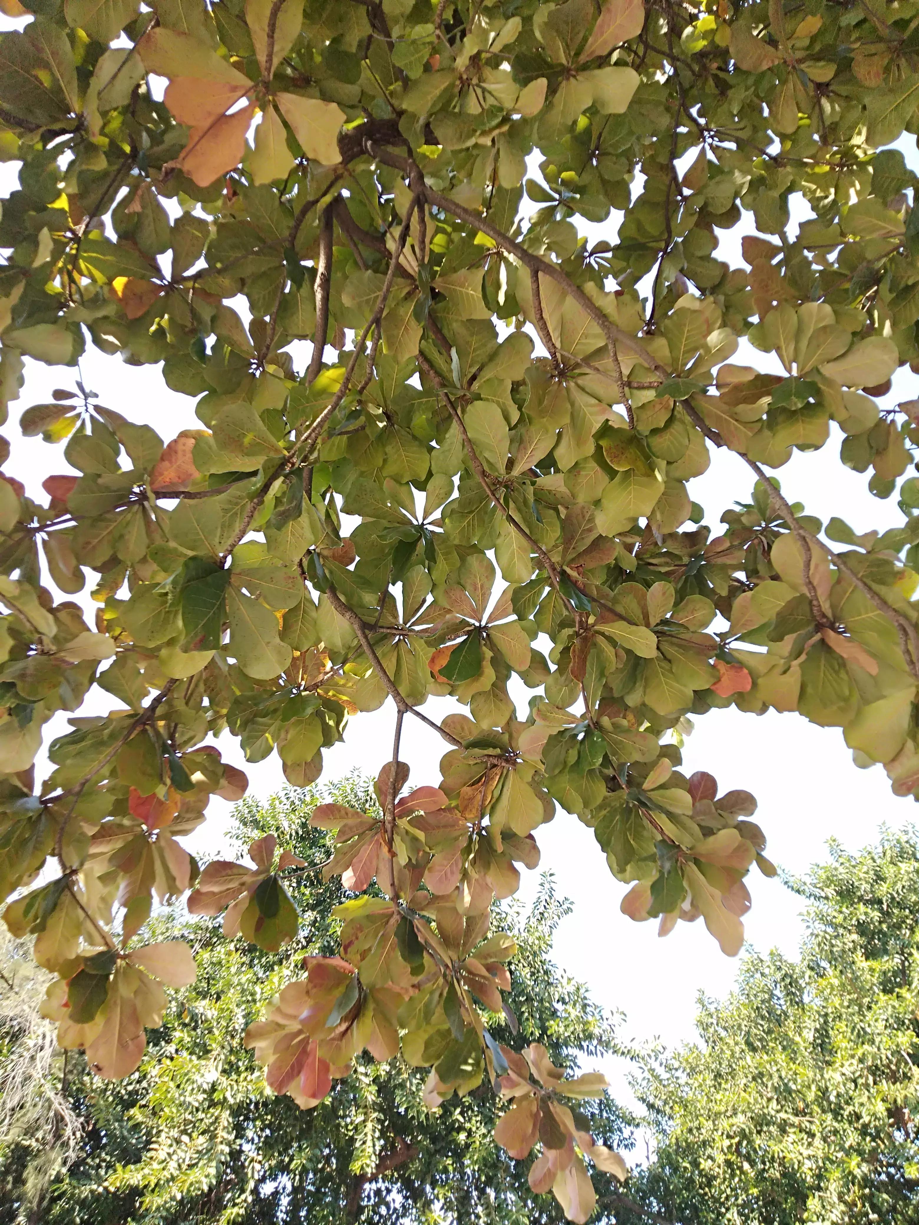 深圳洪湖公园冬季景色,冬天的洪湖公园
