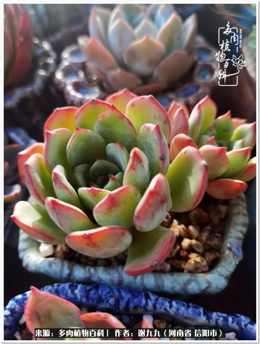 与多肉植物在一起的感怀,与多肉同行