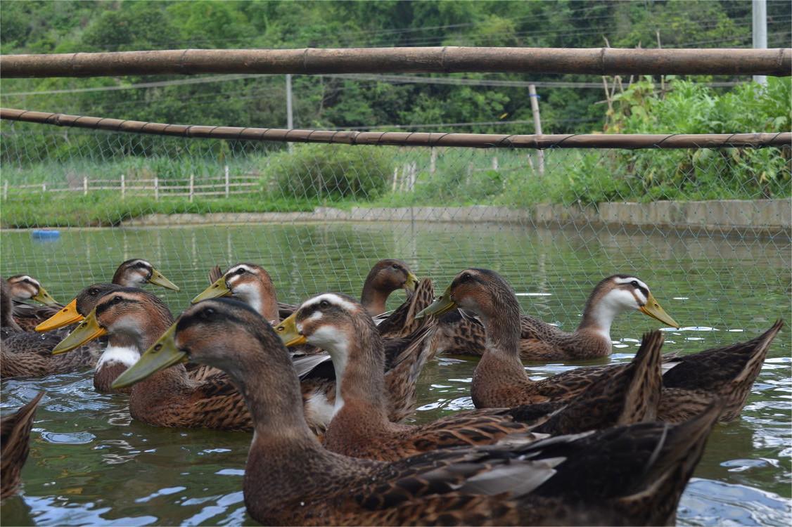 周黑鸭创始人周富裕的创业故事,周黑鸭创始人经历