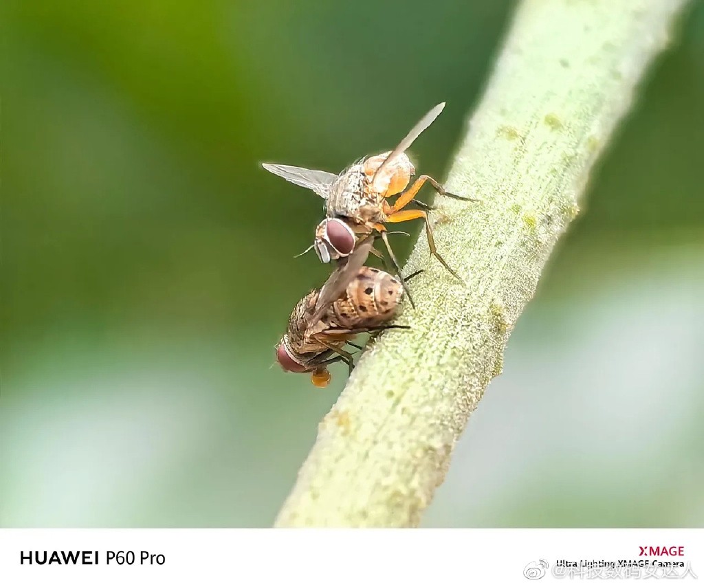 华为p60pro拍照得分,华为p60pro登顶dxomark影像排行榜