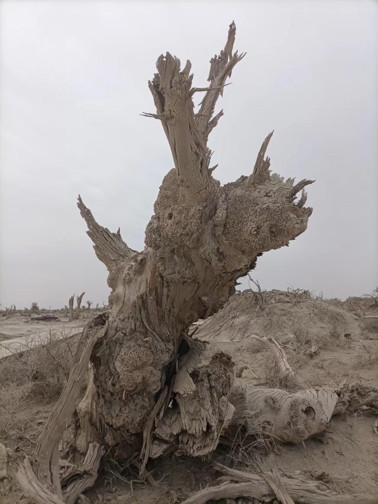 来自塔里木《塔河文苑》：睡着的胡杨