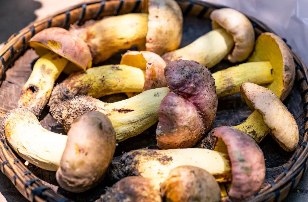 不做“菇勇者”！野生毒蘑菇又双叒叕“冒头”，防雷秘诀戳这里→