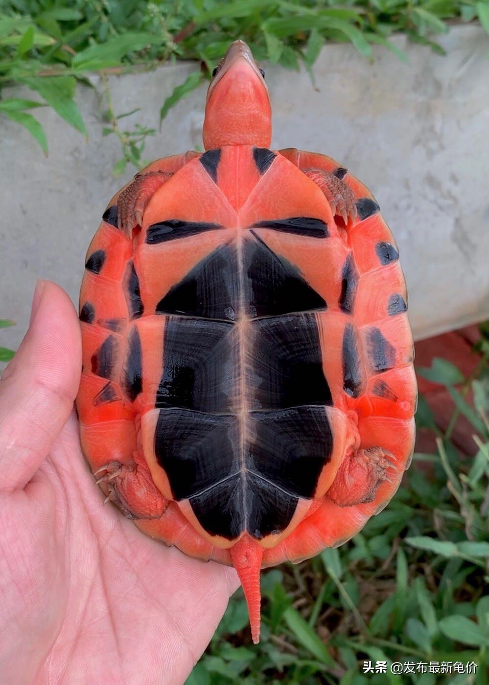 2022年6月23日金钱龟最新价格