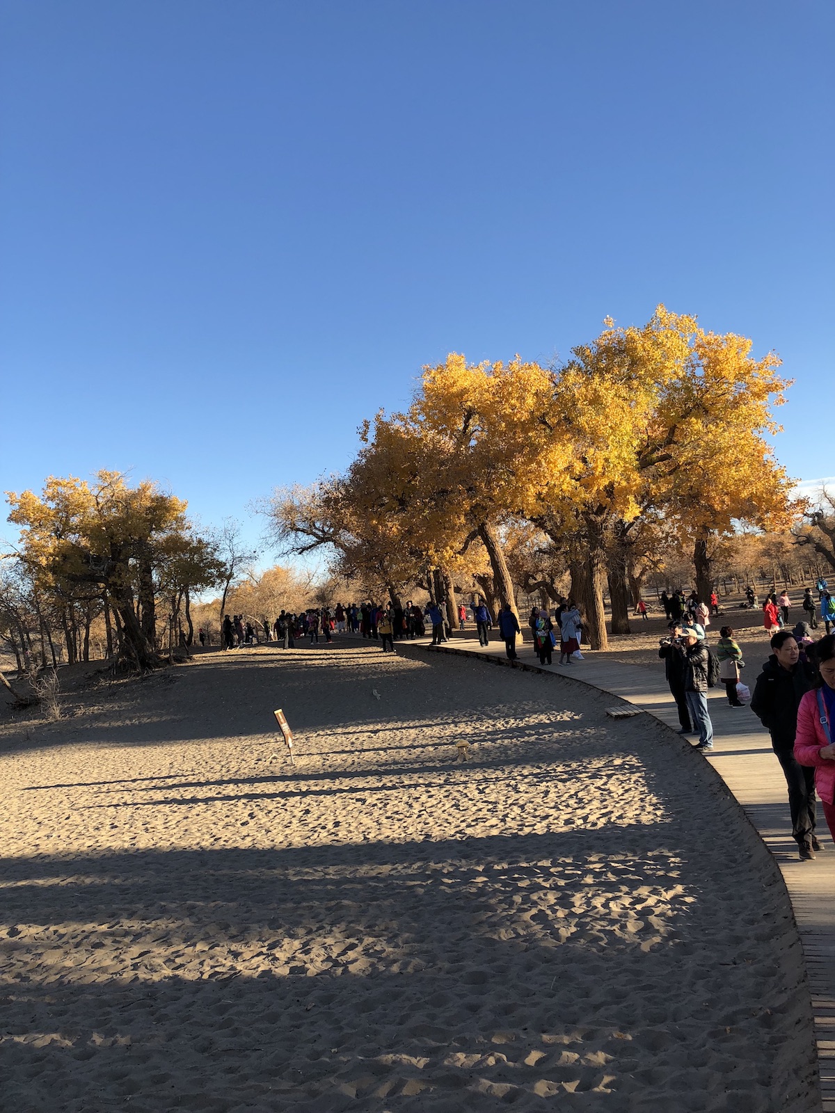 北京自驾额济纳胡杨林十天攻略,从北京到额济纳胡杨林线路