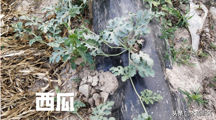 种植西瓜怎么管理,种植西瓜如何管理