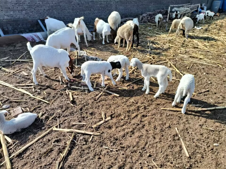 回农村创业适合养殖什么不愁销路,在农村做什么养殖生意比较好