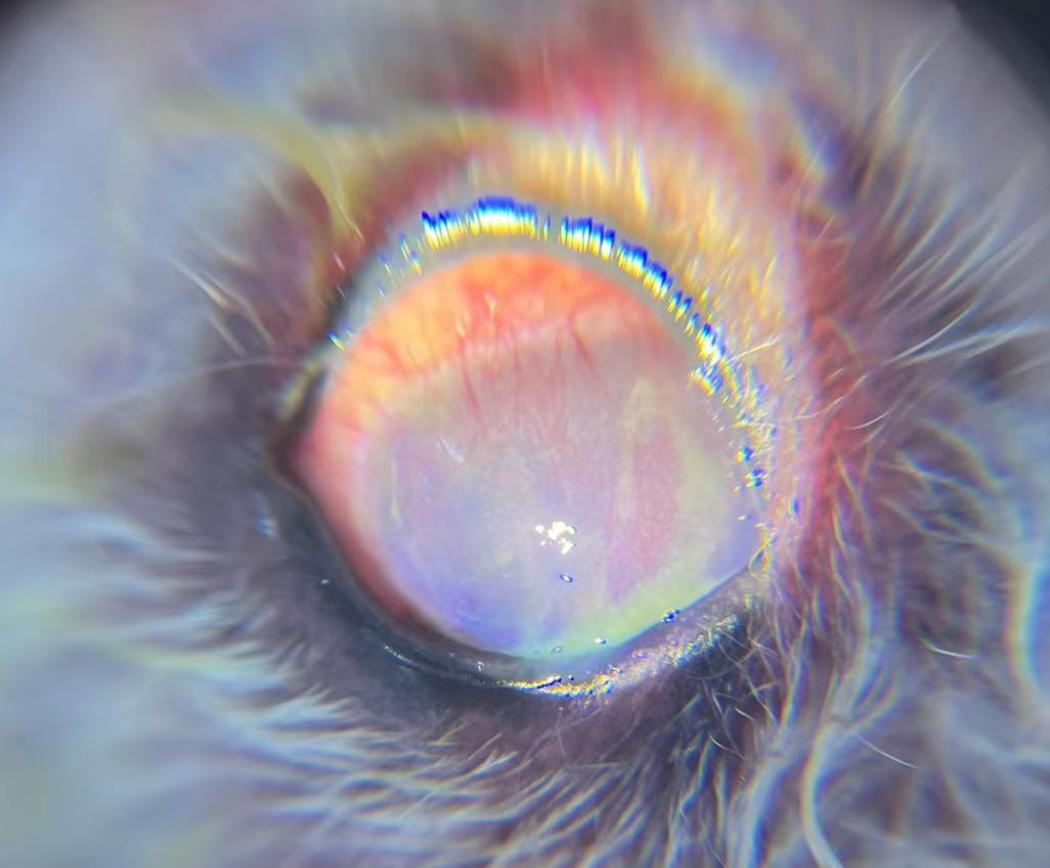 狗狗的眼睛睁不开怎么办,怎么知道狗狗是不是干眼症