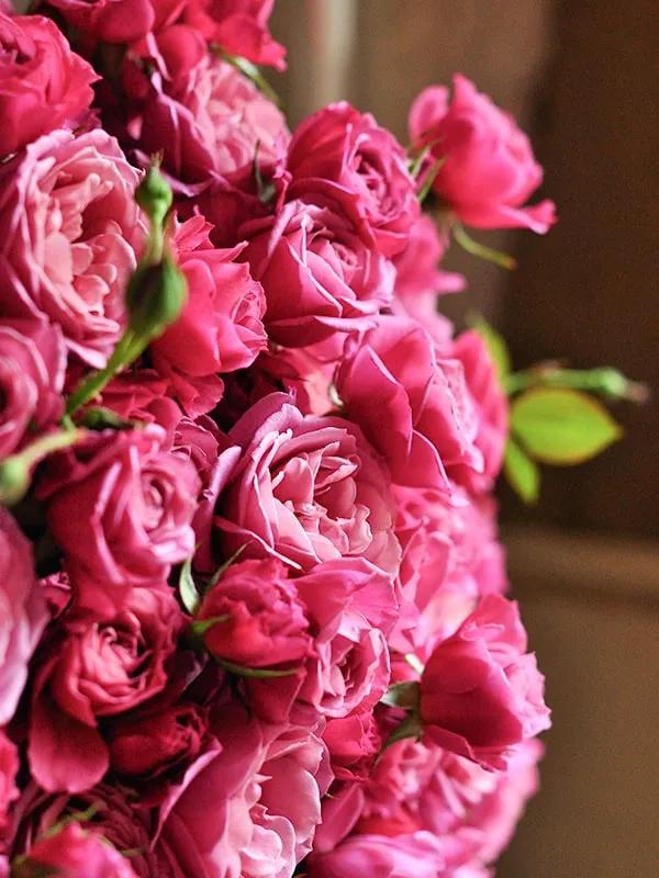 日本月季耐阴品种,日本葵月季适合两广吗