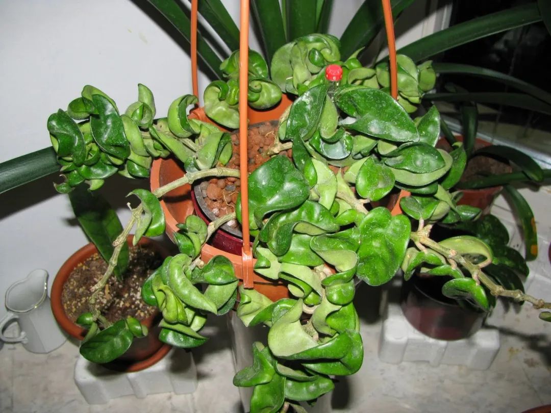 球兰养花养殖方法和注意事项,封闭阳台养花球兰