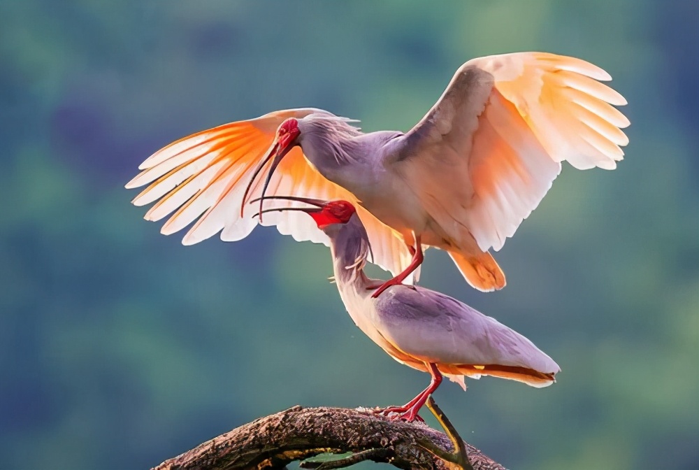 路边捡到野鸡蛋孵化后犯法吗,小伙捡到一个凤凰蛋