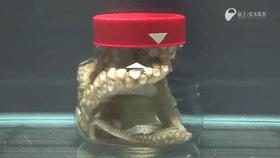 章鱼智商有多可怕,章鱼是外星生物吗西瓜视频