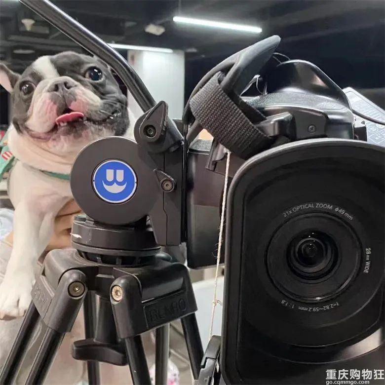 宠物博主有多赚钱,宠物博主怎么盈利