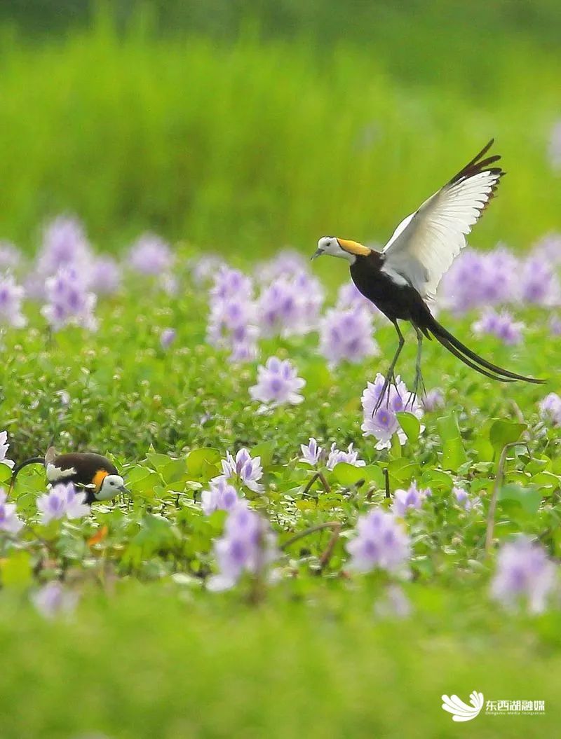有被惊艳到！“颜值顶流”齐聚东西湖！