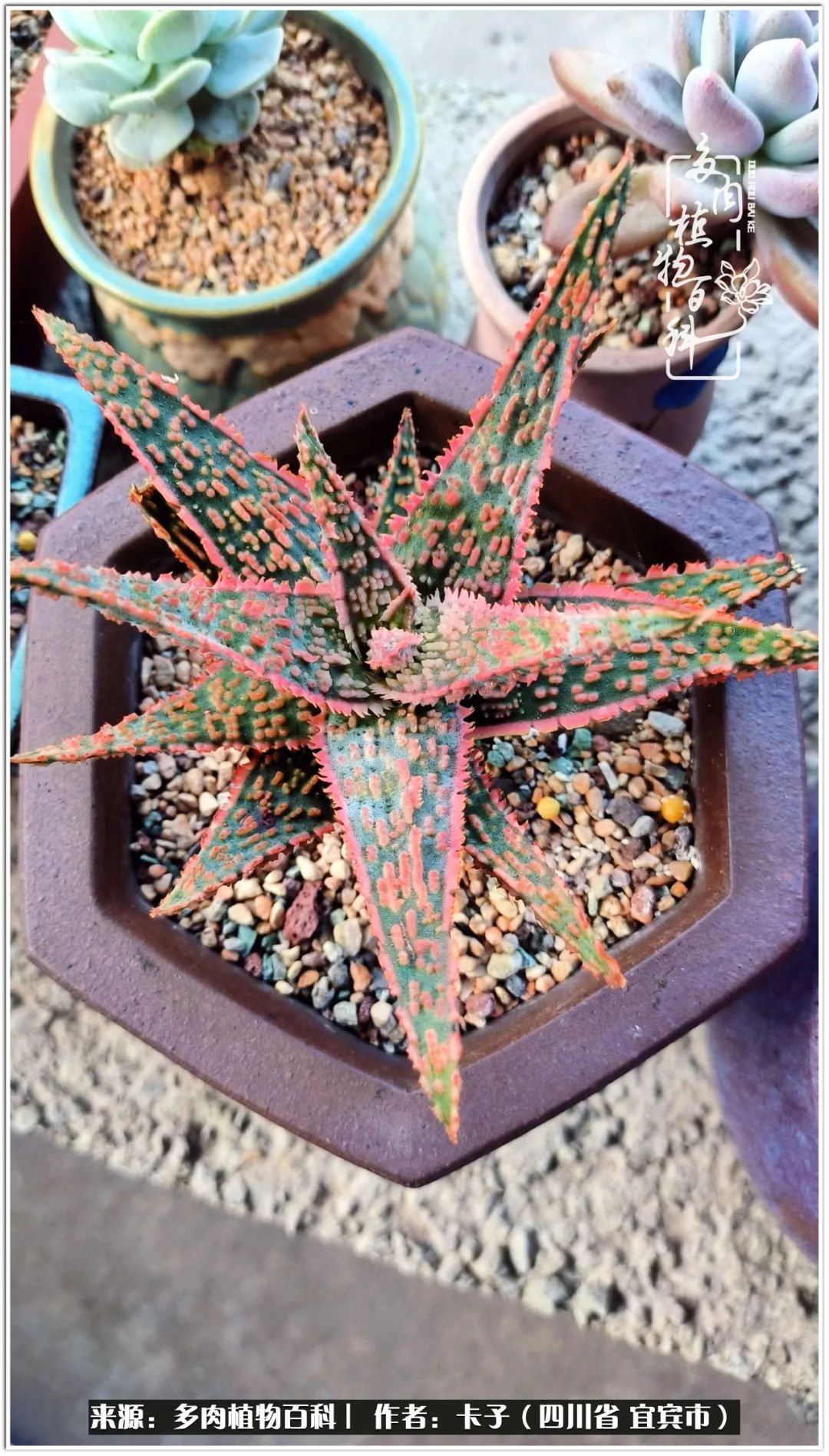 送我一轮明月文案,送我一轮明月