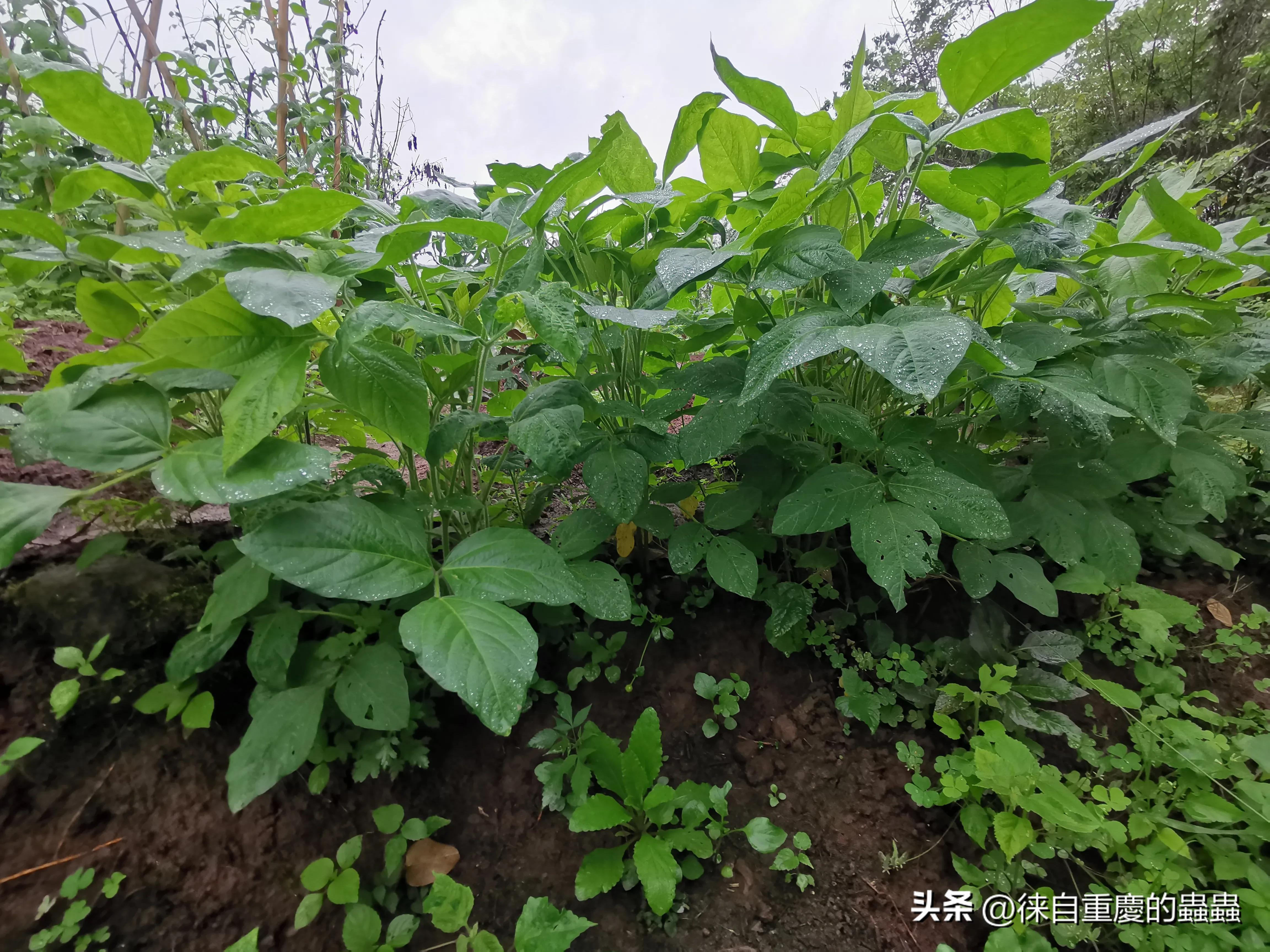 漫漫人生路——因身高矮小体育选修课成了麻烦