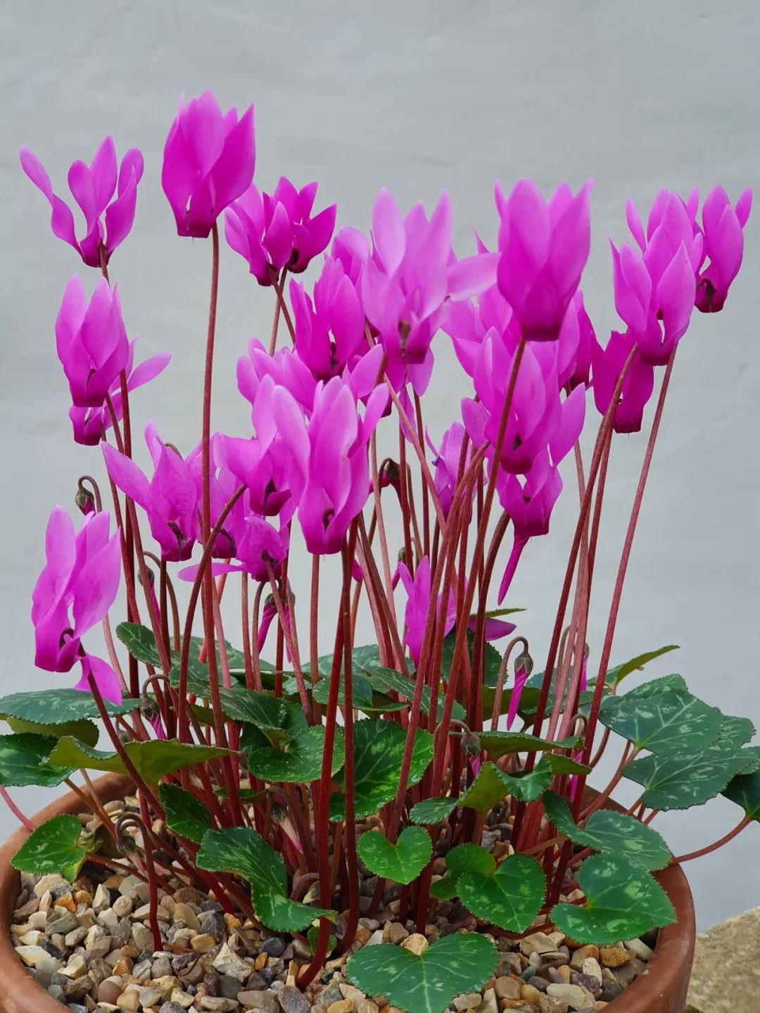 养仙客来花的教程,养仙客来需要的温度