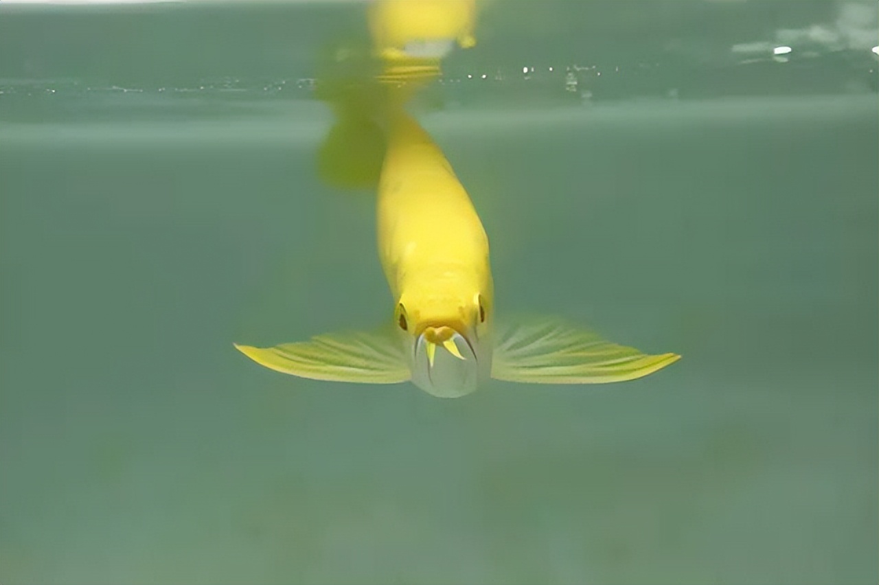 我把价值近十万的龙鱼虎鱼冻在了冰柜里