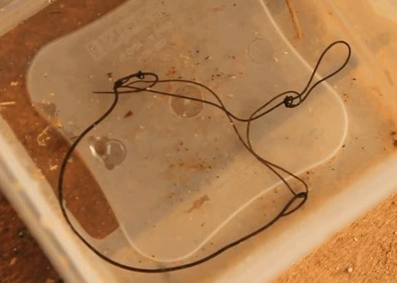 男子钓鱼宰杀后发现寄生虫,男子宰杀黑鱼