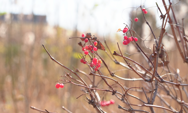 可折叠轻便双肩包优品优选,轻便双肩包可折叠高质量