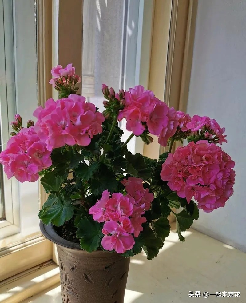 8种花夏天不要多浇水,懒人养哪五种花不用浇水