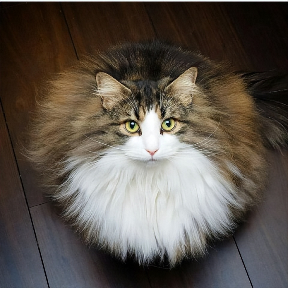 西伯利亚森林猫和挪威猫的区别,俄罗斯猫西伯利亚猫