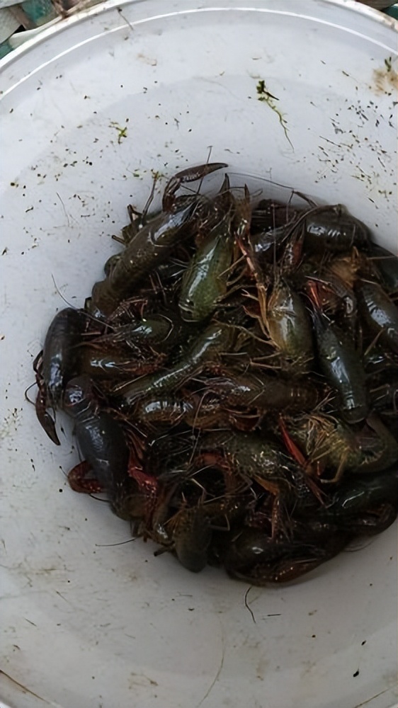 夏天小龙虾到底能不能吃,小龙虾烧烤的危害