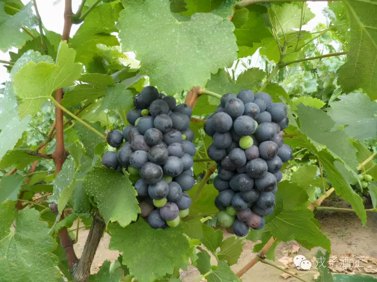 不忘初心继续前行方得始终,不忘初心继续前进攻坚克难