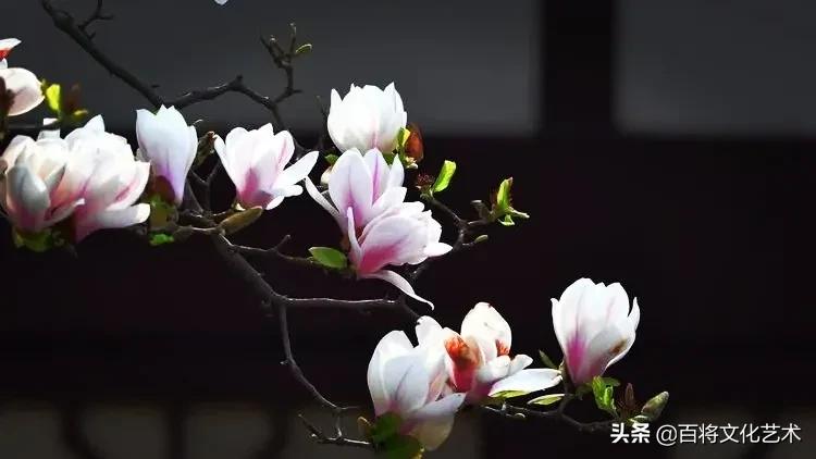 「百将文化」京西玉兰花开