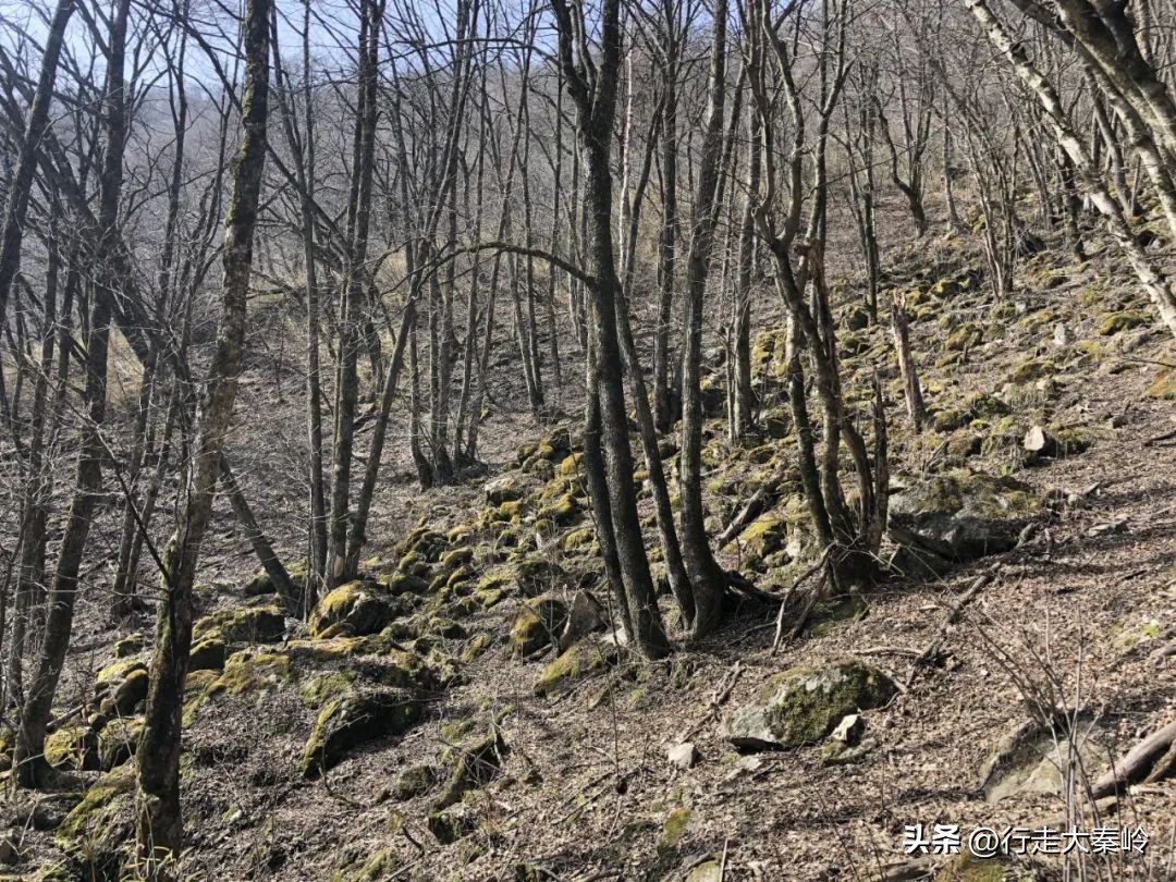 首阳山穿越大坪梁景色怎么样,大坪梁穿越到首阳山攻略