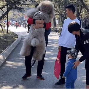 告诉你养狗之前需要知道的事情,贵宾犬为什么不建议养