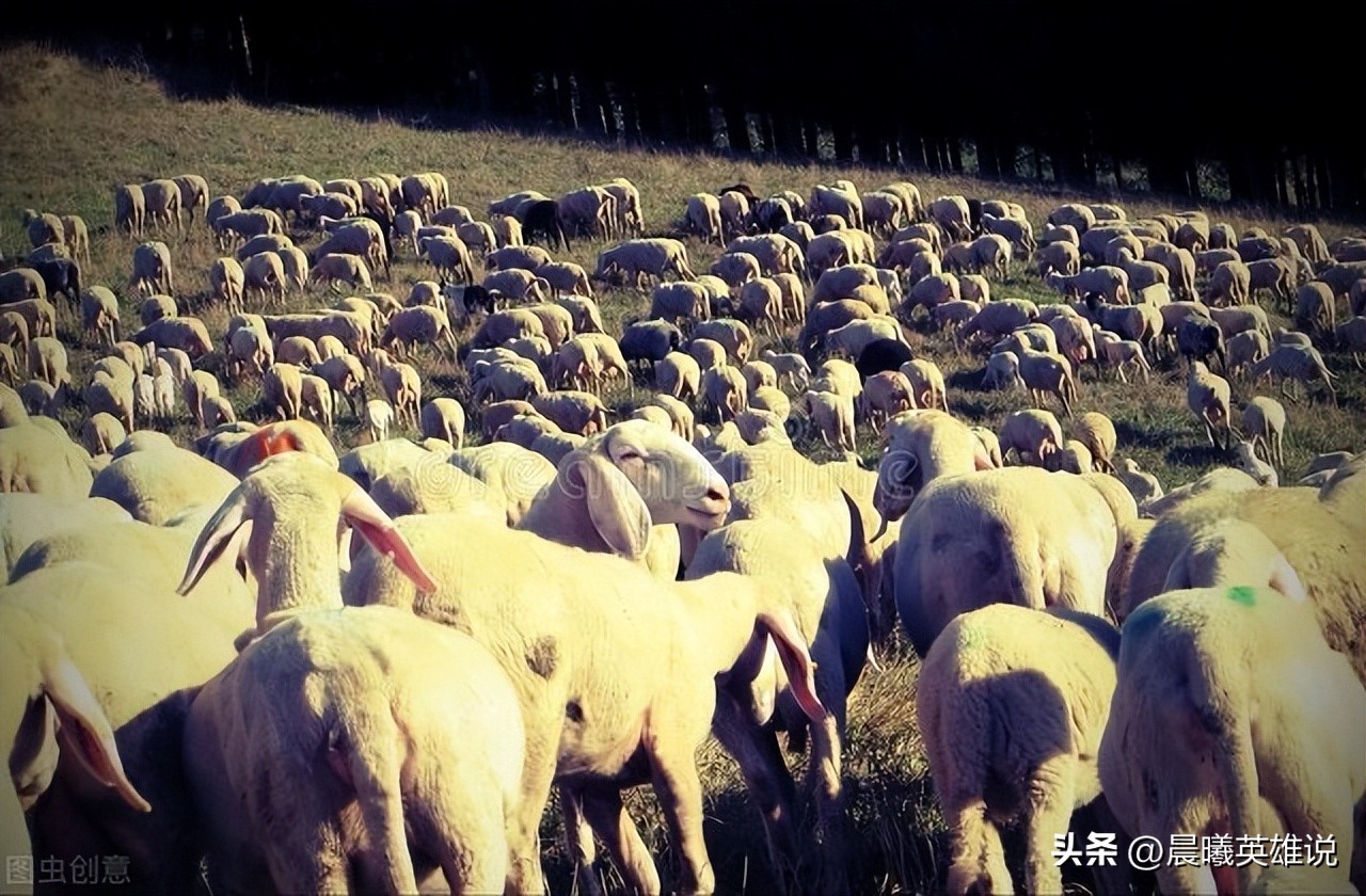 大解密，随大流居然是好事？今天，咱们来学习什么是“羊群效应”