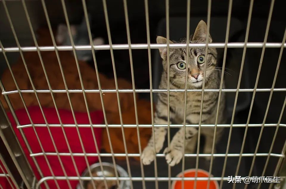 有的猫身体很软有的猫就硬,有的猫就是天生的坏种