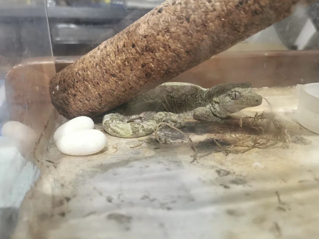 疫情与那些养爬行动物的人