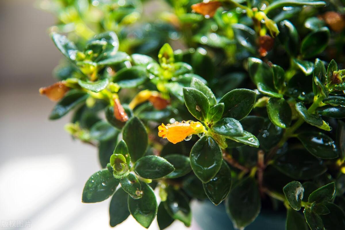 吊盆花我只推荐它，花朵像个小金鱼，有趣的人都爱养