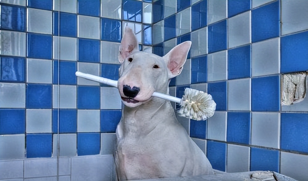 牛头梗撞脸孙红雷是第几期,像孙红雷的狗牛头梗图片