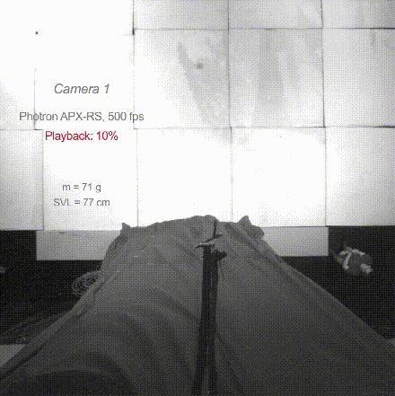 没翅膀会飞的动物,金花蛇飞行原理